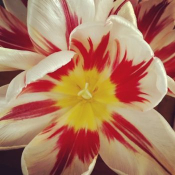 tulip in full bloom May 7, 2020